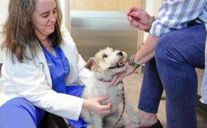Yup, dogs and cats can also suffer from allergies