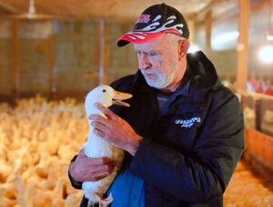 Ducks return to a Long Island farm that lost its entire flock to bird flu