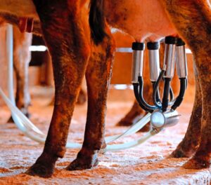 Raw milk sickens 21 people in Florida, including 6 children