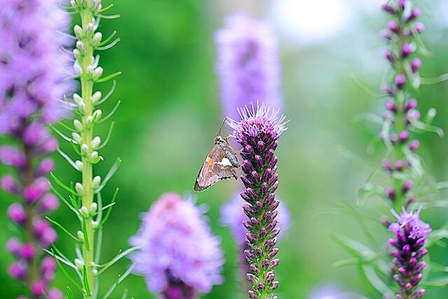 North American native Blazing Star (Liatris spicata) provides nectar for a variety of butterflies.