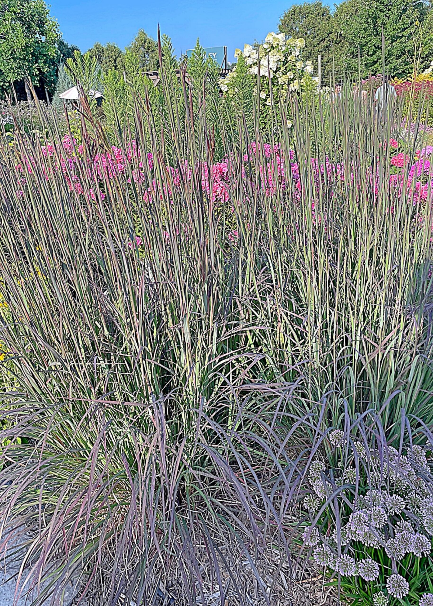From the Garden: Blackhawks big bluestem adds bold color and interest to the landscape