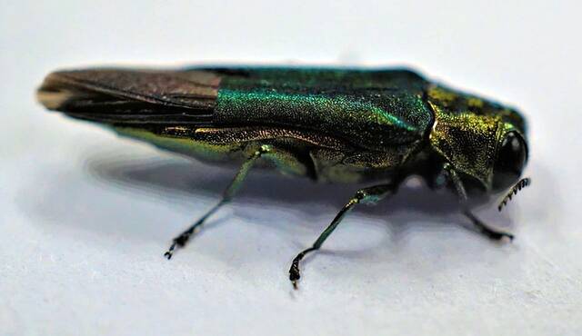 The emerald ash borer beetle is a nemesis to ash trees, including those in and around Brookings. (Photo courtesy National Park Service)