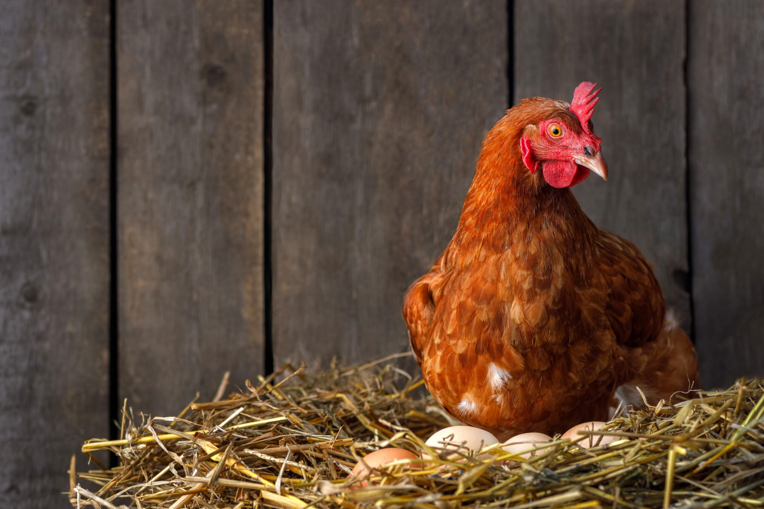 Chicken, pet rule changes possible in Brookings
