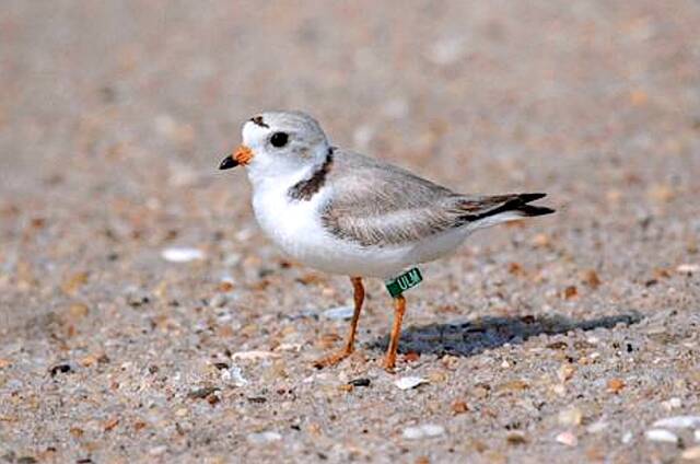 A piping plover is in the same family as the familiar Killdeer seen in Brookings. This is one of the birds discussed at the Brookings Birding Club meeting on April 8.