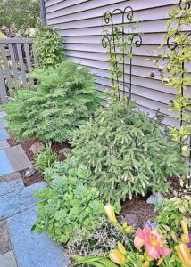 From the Garden: Evergreen selection, planting and care