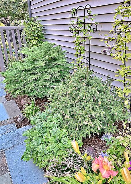 Evergreens with interesting form and texture can serve as a focal point in garden beds.