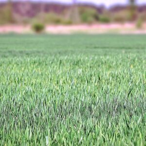 From the Garden: Lawns may need help during spring renewal