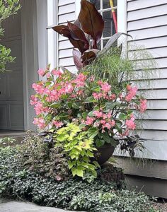 From the Garden: Tips for finding success with container gardening