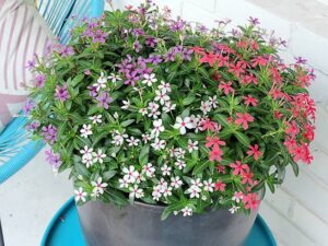 From the Garden: Show patriotism with container gardens