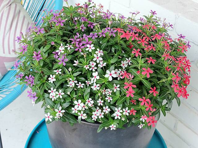 From the Garden: Show patriotism with container gardens