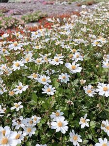 McCrory Gardens trial report aids in flower selection