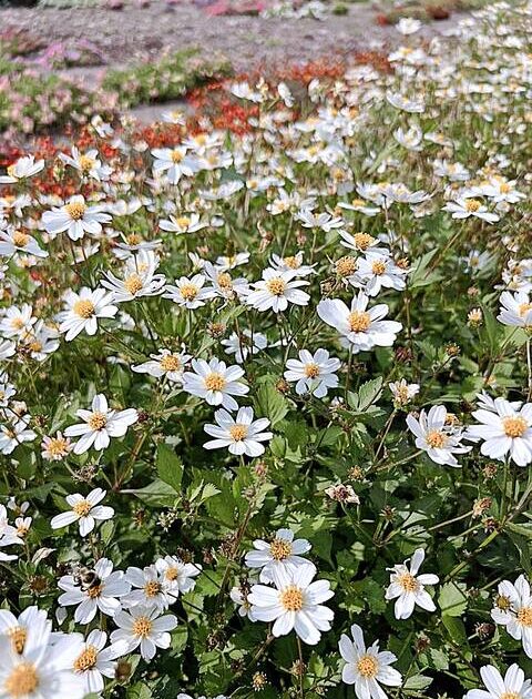 McCrory Gardens trial report aids in flower selection