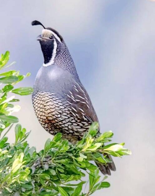 Brookings Birding Club to discuss birding in California