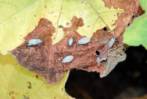 From the Garden: Eco-friendly ways to manage squash bugs