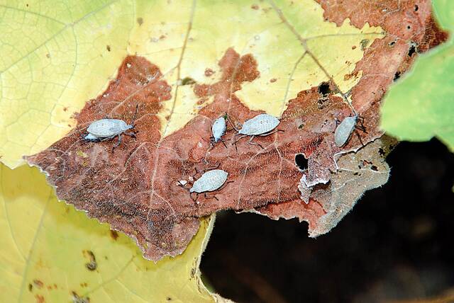 From the Garden: Eco-friendly ways to manage squash bugs
