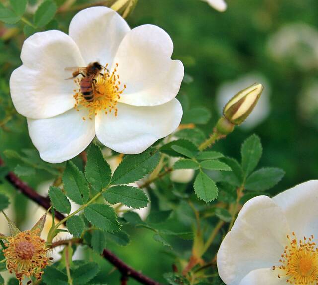 If it werent for bees, much of the natural beauty in the world wouldnt be possible. This one is doing her part to not only feed her colony, but to pollinate as well in McCrory Gardens.
                                 Mondell Keck/Brookings Register