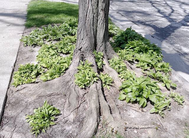 This gardener planted hostas in between tree roots.