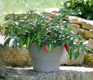 From the Garden: Grow, prepare and enjoy hot peppers