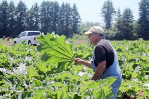From Big Ten champion to strawberry fields: Jan Sanderson’s 49-year labor of love