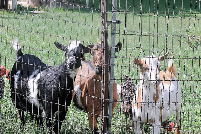 This looking-for-fun trio of goats Double, Trouble, and Sundance is always ready to greet the kiddos who come to visit Good Roots.
John Kubal/Brookings Register